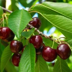 Black Tartarian Cherry Tree 9 Black Tartarian Cherry Tree -Plant Seed Store Black Tartarian Cherry Tree 1 FGT 42729440 4931 4bb9 a461 2b2fc066de10