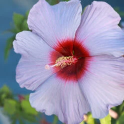 Summer Spice® Hardy Hibiscus Bleu Brulee™ -Plant Seed Store Bleu Brulee Hibiscus 1