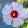 Summer Spice® Hardy Hibiscus Bleu Brulee™ 1 Summer Spice® Hardy Hibiscus Bleu Brulee™ -Plant Seed Store Bleu Brulee Hibiscus 600x600 6bdbba94 4b1f 4e90 b72d 72a14608d63d