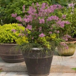 Bloomerang® Lilac Shrub -Plant Seed Store Bloomerang Lilac Shrub 1