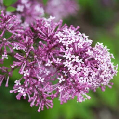 Bloomerang® Lilac Shrub -Plant Seed Store Bloomerang Lilac Shrub 5 FGT