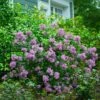 Bloomerang® Lilac Shrub -Plant Seed Store Bloomerang Lilac Shrub 600x600 fbcbaec1 7351 48c4 b56f 15f2756df306