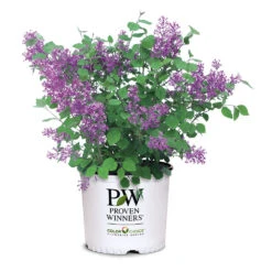 Bloomerang® Lilac Shrub -Plant Seed Store Bloomerang Lilac Shrub 7 3G