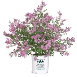 Bloomerang® Lilac Shrub -Plant Seed Store Bloomerang Lilac Shrub 8 5G