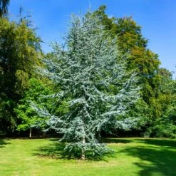 Blue Atlas Cedar Tree -Plant Seed Store Blue Atlas Cedar 2