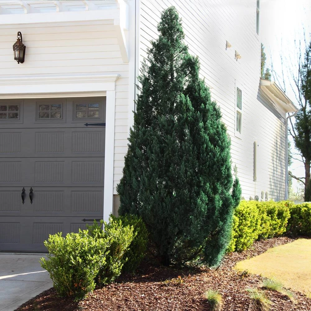 Blue Point Juniper 4 Blue Point Juniper - Image 2