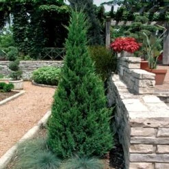 Blue Point Juniper 8 Blue Point Juniper -Plant Seed Store Blue Point Juniper 2