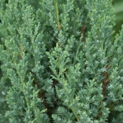 Blue Point Juniper 9 Blue Point Juniper -Plant Seed Store Blue Point Juniper 3