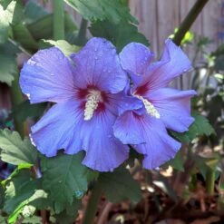 Azurri Blue Satin® Rose Of Sharon Althea Tree -Plant Seed Store Blue Satin Rose Of Sharon Tree 2