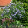 Azurri Blue Satin® Rose Of Sharon Althea Tree -Plant Seed Store Blue Satin Rose Of Sharon Tree 600x600 60de359b badf 4160 8f5d 202267acab41