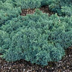 Blue Star Juniper Shrub -Plant Seed Store Blue Star Juniper 4