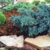 Blue Star Juniper Shrub -Plant Seed Store Blue Star Juniper FGT 600x600 39395957 12cd 4367 9266 50e38577f69d