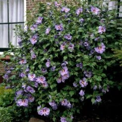 Bluebird Rose Of Sharon Hibiscus Shrub -Plant Seed Store Bluebird Hibiscus 2