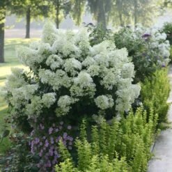 Bobo® Hydrangea Shrub 10 Bobo® Hydrangea Shrub -Plant Seed Store Bobo Hyrangea 2 FGT