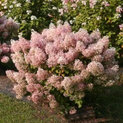 Bobo® Hydrangea Shrub 11 Bobo® Hydrangea Shrub -Plant Seed Store Bobo Hyrangea 4 FGT