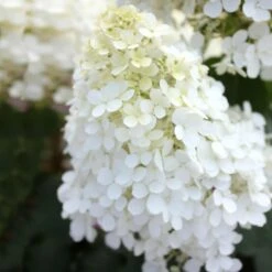 Bobo® Hydrangea Shrub 12 Bobo® Hydrangea Shrub -Plant Seed Store Bobo Hyrangea 5