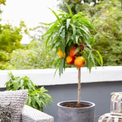 Bonanza Patio Peach Tree -Plant Seed Store Bonanza Peach tree 3