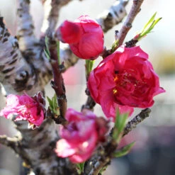 Bonanza Patio Peach Tree -Plant Seed Store Bonanza Peach tree 4 FGT