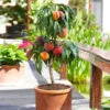 Bonanza Patio Peach Tree -Plant Seed Store Bonanza Peach tree FGT 600x600 83c19420 6371 443a 8b39 ed964c3d6525