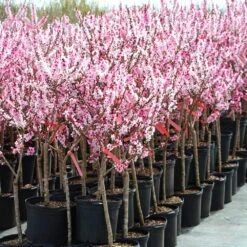 Bonfire Patio Peach Tree -Plant Seed Store Bonfire Peach 4