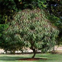 Bonfire Patio Peach Tree -Plant Seed Store Bonfire Peach 6