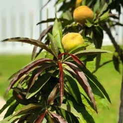 Bonfire Patio Peach Tree -Plant Seed Store Bonfire Peach 7 FGT