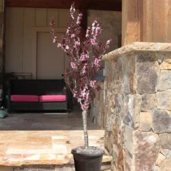 Bonfire Patio Peach Tree -Plant Seed Store Bonfire Peach 9