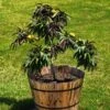 Bonfire Patio Peach Tree -Plant Seed Store Bonfire Peach FGT 600x600 053cb525 f24f 4cbc 98d9 e07eac378d39