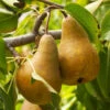 Bosc Pear Tree -Plant Seed Store Bosc pears 600x600 FGT f3cdc24f 4ee7 4db4 8f17 fc904cf59cd5