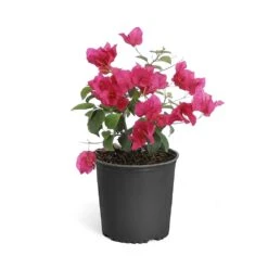 Barbara Karst Bougainvillea -Plant Seed Store Bougainvillea Barbera Karst 6inch 68480f0d df5e 4cb0 b8d1 912b64b1b5ce