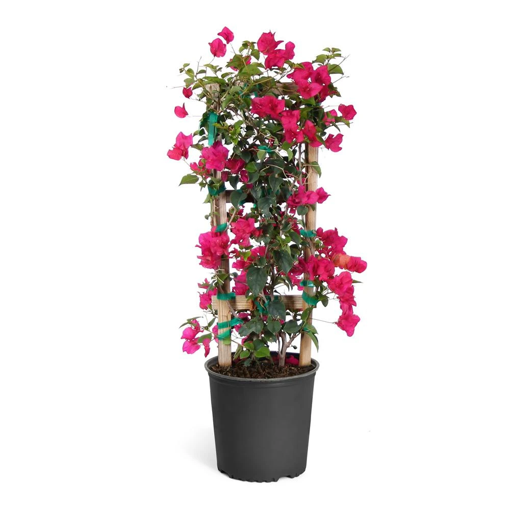 Barbara Karst Bougainvillea 12 Barbara Karst Bougainvillea - Image 10