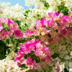 Bi-Color Bougainvillea Tree -Plant Seed Store Bougainvillea Braided 1