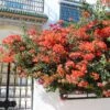Sundown Orange Bougainvillea -Plant Seed Store Bougainvillea Sundown 600x600 c02751c6 7411 4fcb bd4b fd9c3867e419