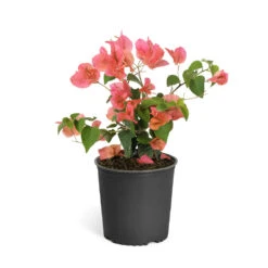 Sundown Orange Bougainvillea -Plant Seed Store Bougainvillea Sundown 6qt