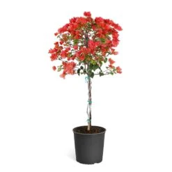 Sundown Orange Bougainvillea -Plant Seed Store Bougainvillea Sundown tree 4d36b09e a452 4d99 925a 39b7e18e729a