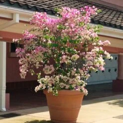 Thai Delight Bougainvillea -Plant Seed Store Bougainvillea Thai 3