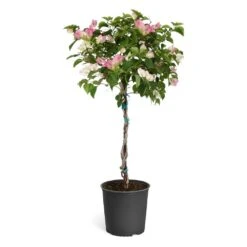 Thai Delight Bougainvillea -Plant Seed Store Bougainvillea Thai tree