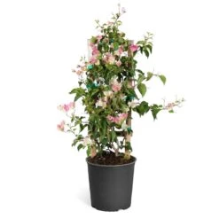 Thai Delight Bougainvillea -Plant Seed Store Bougainvillea Thai trellis
