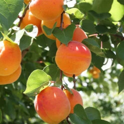 Plant Seed Store 29 Bounty Peach Tree