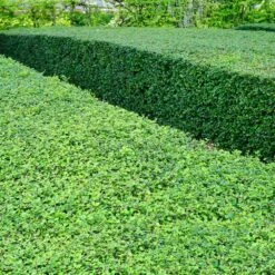 Titan Boxwood Shrub 13 Titan Boxwood Shrub -Plant Seed Store Boxwood Titan 1