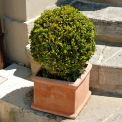 Titan Boxwood Shrub 10 Titan Boxwood Shrub -Plant Seed Store Boxwood Titan 6