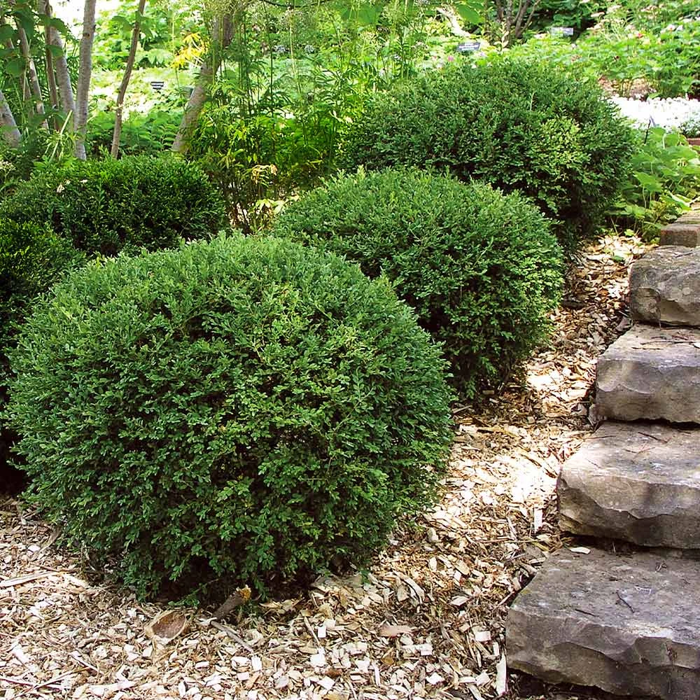 Wintergreen Boxwood Shrub 7 Wintergreen Boxwood Shrub - Image 5