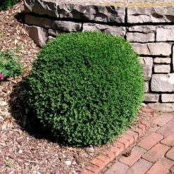 Wintergreen Boxwood Shrub 10 Wintergreen Boxwood Shrub -Plant Seed Store Boxwood Wintergreen 3
