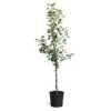 Braeburn & Gala Twisted Apple Tree -Plant Seed Store Braeburn Gala Twisted Apple Tree 600x600 68b45608 86c4 45df a88d 1630d60d164f