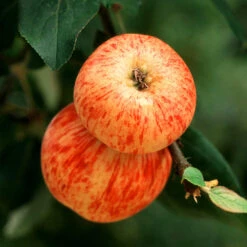 Braeburn & Gala Twisted Apple Tree -Plant Seed Store Breaburn