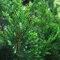 Brodie Eastern Red Cedar Tree -Plant Seed Store Broadie Eastern Red Cedar 1 FGT