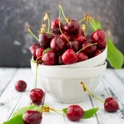 Brooks Cherry Tree -Plant Seed Store Brooks Cherry Tree 5 FGT