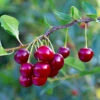 Brooks Cherry Tree -Plant Seed Store Brooks Cherry Tree FGT 600x600 c14f7662 057d 4ad8 bdf3 163b62195ec3