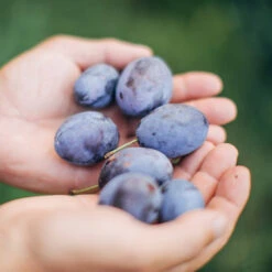 Brooks Plum Tree 10 Brooks Plum Tree -Plant Seed Store Brooks Plum 3