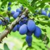 Brooks Plum Tree -Plant Seed Store Brooks Plum 600x600 dbabda0f fd58 4a5e 853b c051820ba0d6